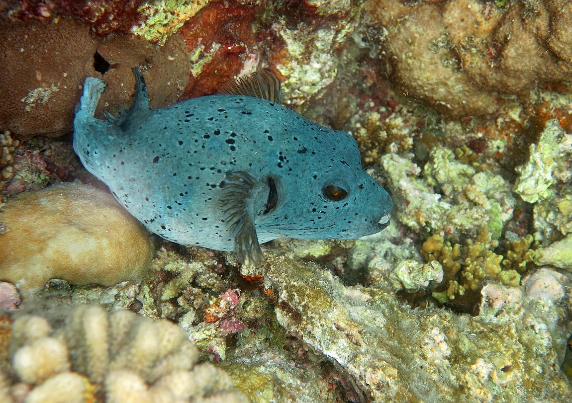 IMG_1394rf_Maldives_Madoogali_House reef_Tetrodon.jpg